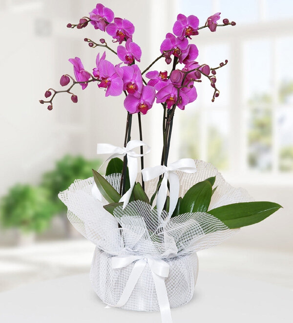 https://www.kahramanmarascicekcim.com/