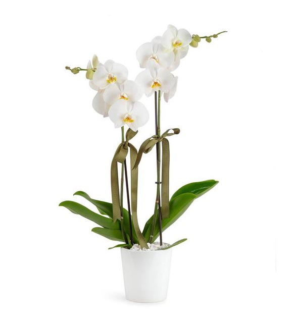 https://www.kahramanmarascicekcim.com/