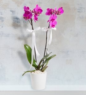 https://www.kahramanmarascicekcim.com/
