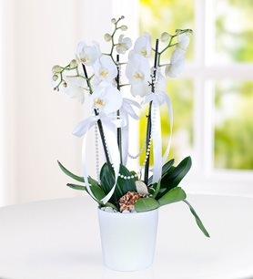 https://www.kahramanmarascicekcim.com/
