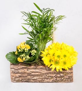 https://www.kahramanmarascicekcim.com/