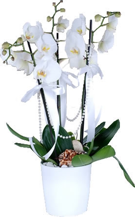https://www.kahramanmarascicekcim.com/