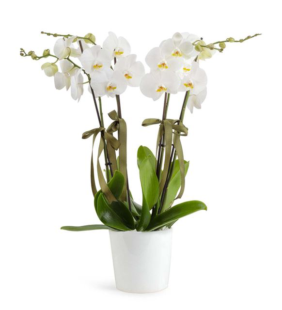 https://www.kahramanmarascicekcim.com/