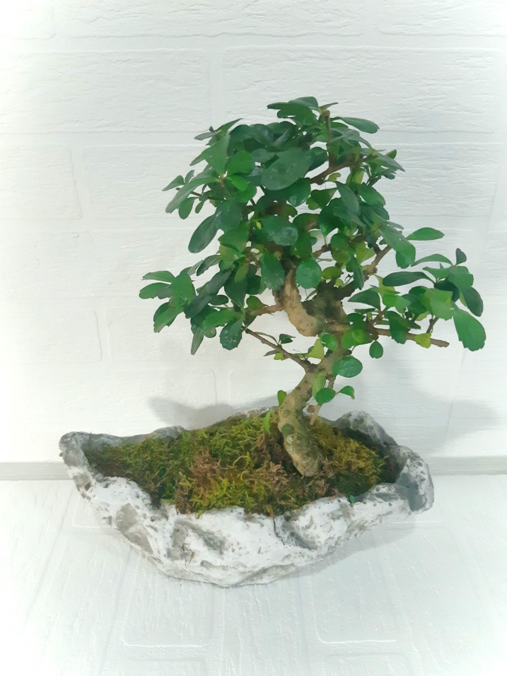 https://www.kahramanmarascicekcim.com/