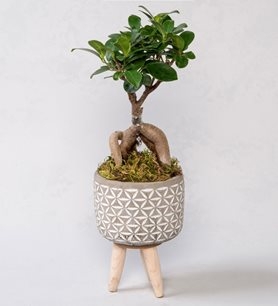 https://www.kahramanmarascicekcim.com/