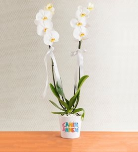 https://www.kahramanmarascicekcim.com/