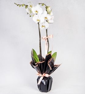 https://www.kahramanmarascicekcim.com/