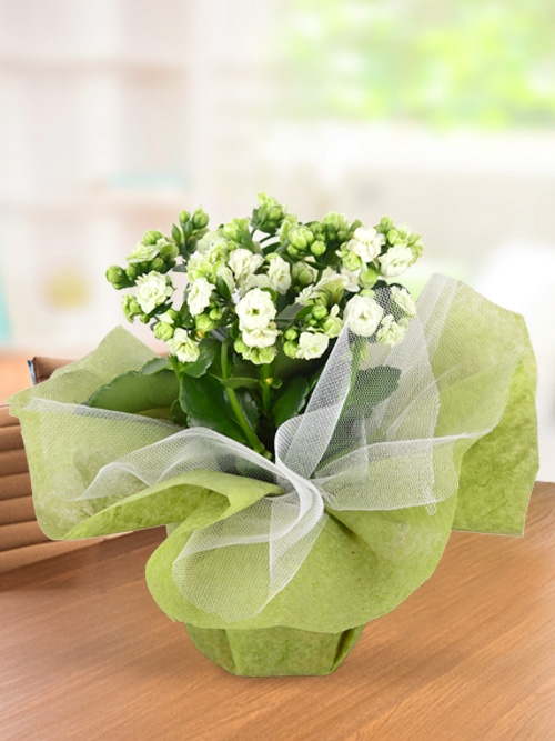 https://www.kahramanmarascicekcim.com/