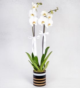 https://www.kahramanmarascicekcim.com/