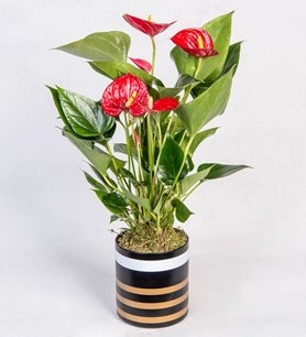 https://www.kahramanmarascicekcim.com/