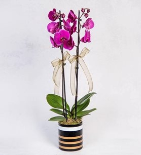 https://www.kahramanmarascicekcim.com/