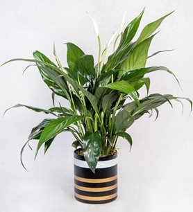 https://www.kahramanmarascicekcim.com/