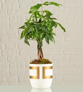 https://www.kahramanmarascicekcim.com/