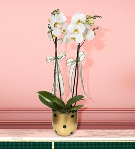 https://www.kahramanmarascicekcim.com/