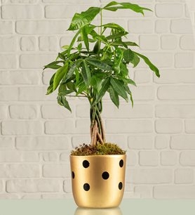 https://www.kahramanmarascicekcim.com/