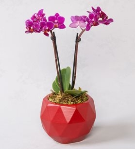 https://www.kahramanmarascicekcim.com/