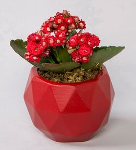 https://www.kahramanmarascicekcim.com/
