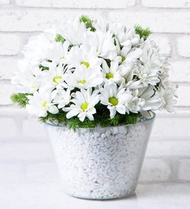 https://www.kahramanmarascicekcim.com/