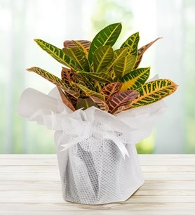 https://www.kahramanmarascicekcim.com/