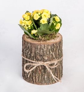 https://www.kahramanmarascicekcim.com/
