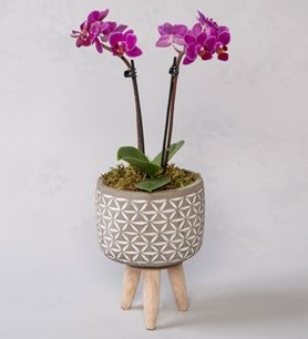 https://www.kahramanmarascicekcim.com/