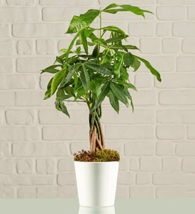 https://www.kahramanmarascicekcim.com/