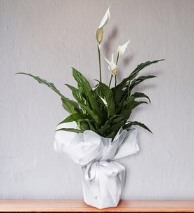 https://www.kahramanmarascicekcim.com/