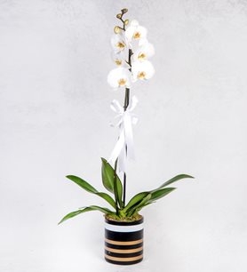 https://www.kahramanmarascicekcim.com/