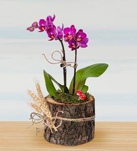 https://www.kahramanmarascicekcim.com/