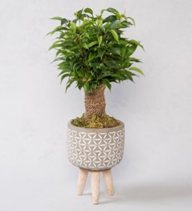 Ahşap Ayakta Ficus