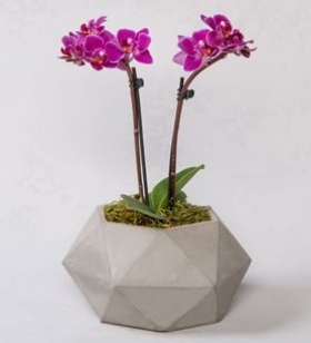 Beton Mini Orkide
