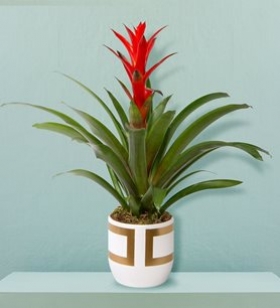 Gold Kareli Guzmania