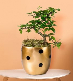 Gold Puantiyeli Zelkovan Bonsai