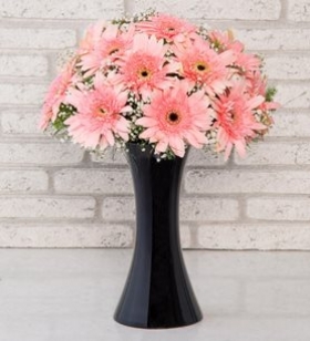 Kalipso Pembe Gerbera
