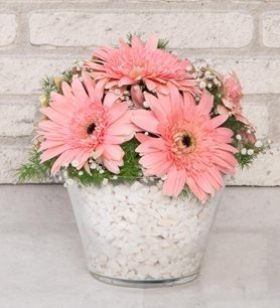 Konik 7 Gerbera