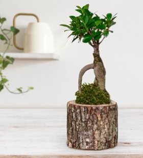 Kütükte Ging Bonsai