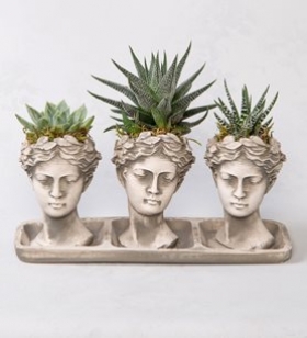 Trio Helen 3 Kaktüs