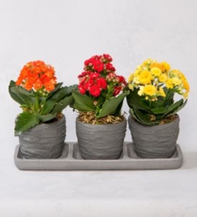Trio Saksı Kaloncho