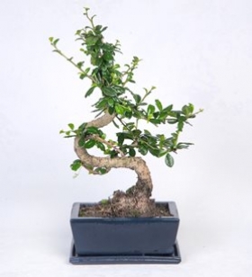 Zelkovan Bonsai